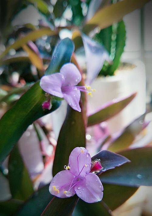 缤纷春天，盛开的花海（以代表春天的植物花卉为主题的花海盛宴）