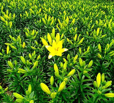 纯洁之美——植物的象征意义（以代表纯洁的植物为主题的探索与赞颂）