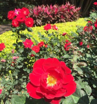 代表和平的植物——拥抱和平的花朵（和平花朵的种类和象征意义）