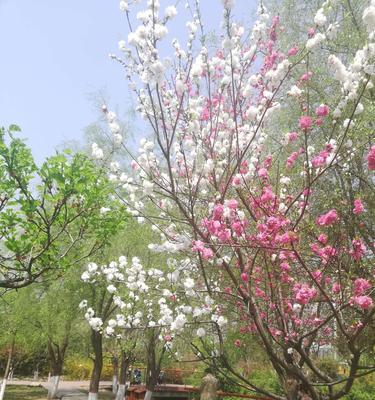 永恒怀念（用花朵传递对逝去亲人的思念与祝福）