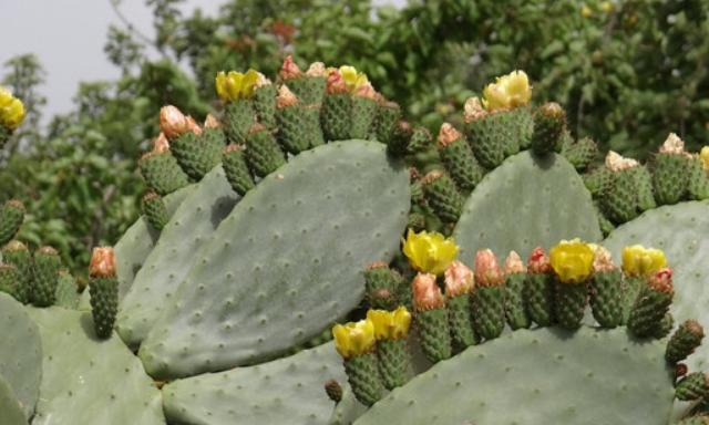 坚强如植——探索代表坚强的植物世界（以植物为镜）