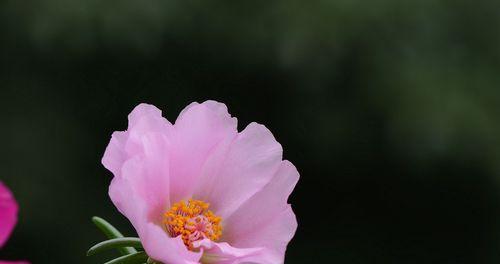 坚强如植——探索代表坚强的植物世界（以植物为镜）