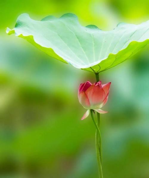 美丽花朵（以花为主题的美好世界）