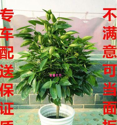 平安之花（追寻和平与安宁的绿色密码）