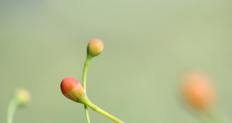 代表思念的植物（深情似水）