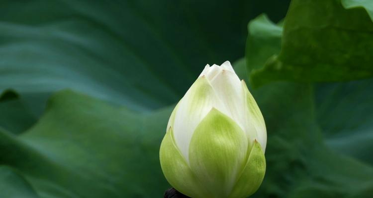 思念永恒，花开寄哀（以花为媒）