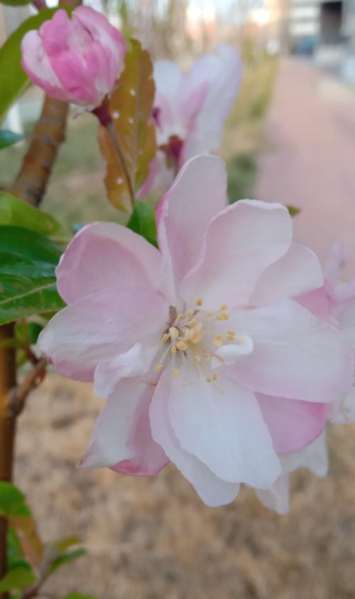 思念永恒，花开寄哀（以花为媒）