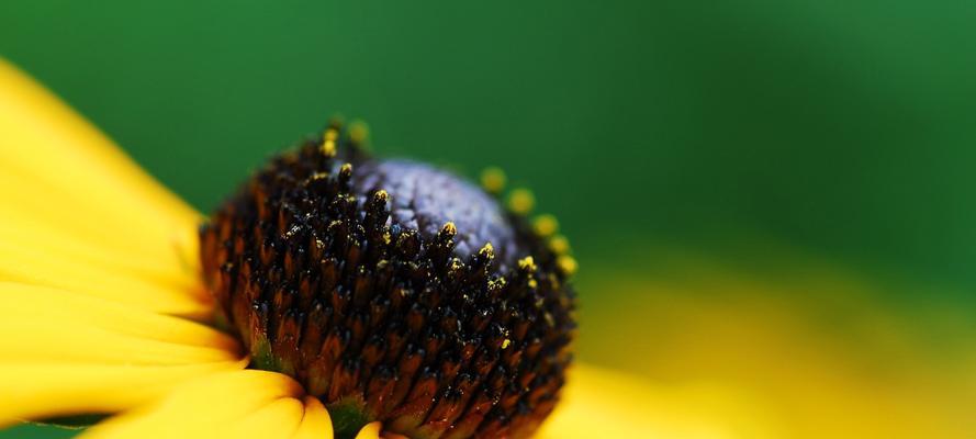 夏日之美——盛夏花草的绚烂（夏天的花草世界）