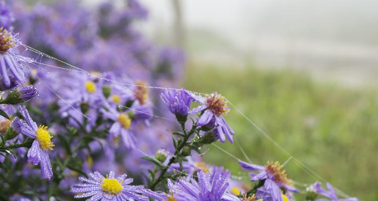 夏日之美——盛夏花草的绚烂（夏天的花草世界）