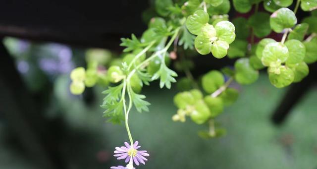 花开花落，遗忘一切（代表遗忘的花与内心的故事）