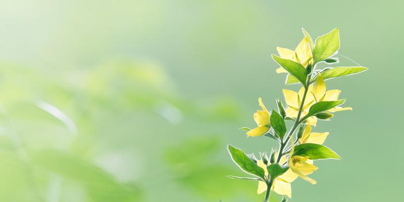 友情花开，情意绵绵（以代表友情的植物为主题的花卉艺术展）