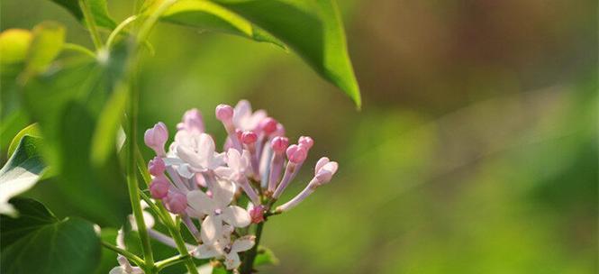 丁香花的象征意义（探索丁香花在文化中的重要地位）