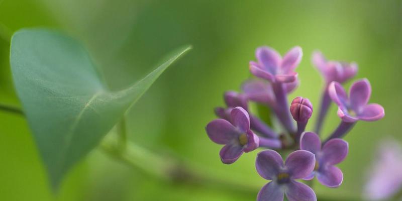 丁香花的花语及代表意义（探寻丁香花的神秘密码）