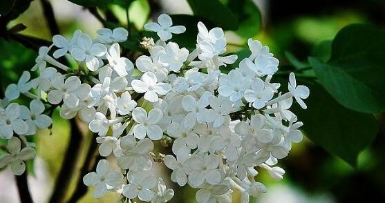 丁香花语传递的深情意义（用丁香花表达心意）