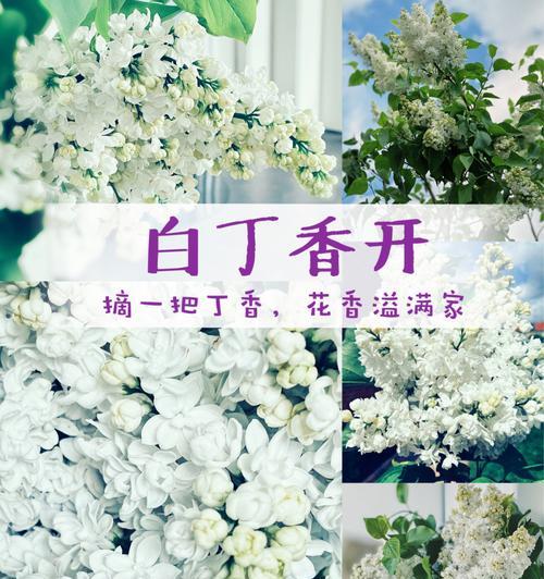 丁香花语传递的深情意义（用丁香花表达心意）