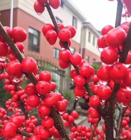 冬青开花的风水寓意（探索冬青开花带来的好运）