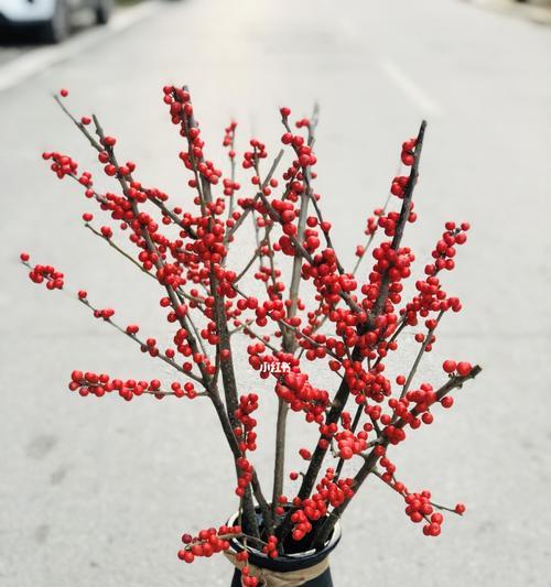 冬青开花的寓意象征意义和花语（揭示冬青开花背后的隐含意义）