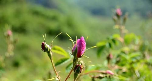 以杜鹃花代表什么生肖（揭示杜鹃花象征的生肖秘密）