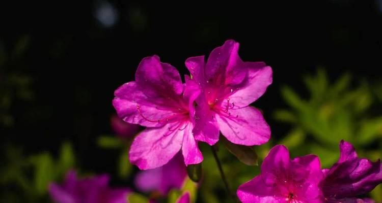 杜鹃花花语的象征与寓意（唤醒爱情与希望的鲜花—杜鹃花）