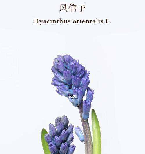 风信子花语及其含义（探究风信子的花语之谜）