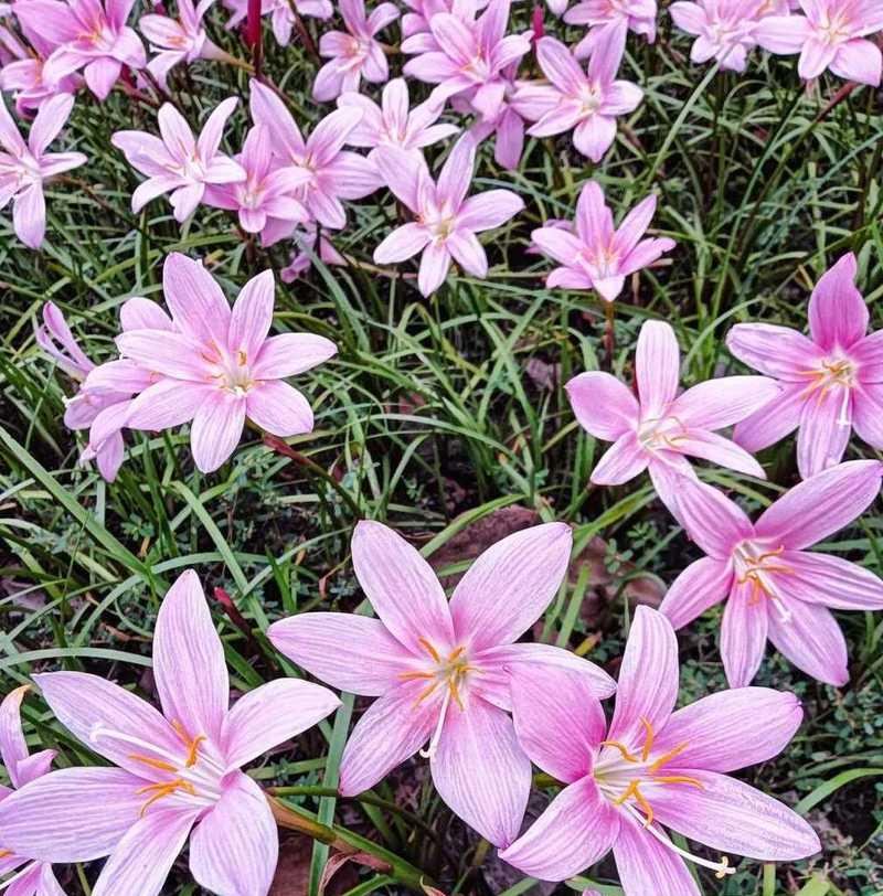 风雨花的花语和寓意（探索风雨花的寓意）