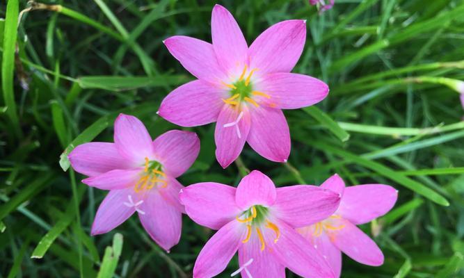 风雨兰花语与寓意的探索（探索风雨兰的花语）