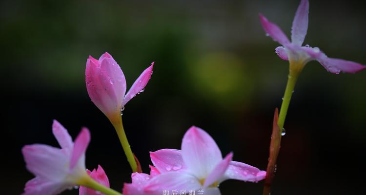 风雨兰的花语——坚韧不拔的生命之花（风雨兰的花语是什么）