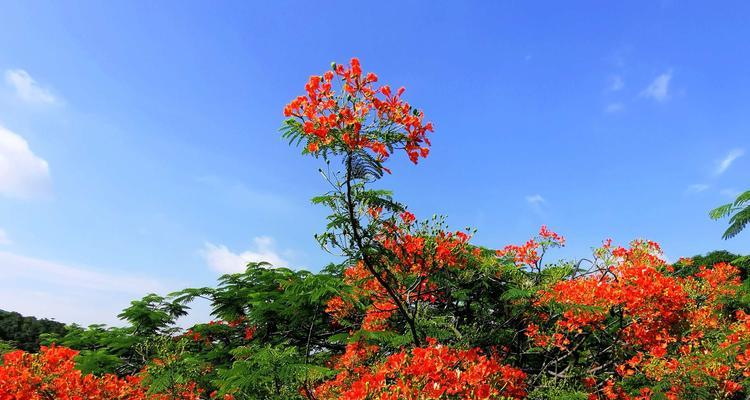 凤凰花（凤凰花花语及文化内涵解读）