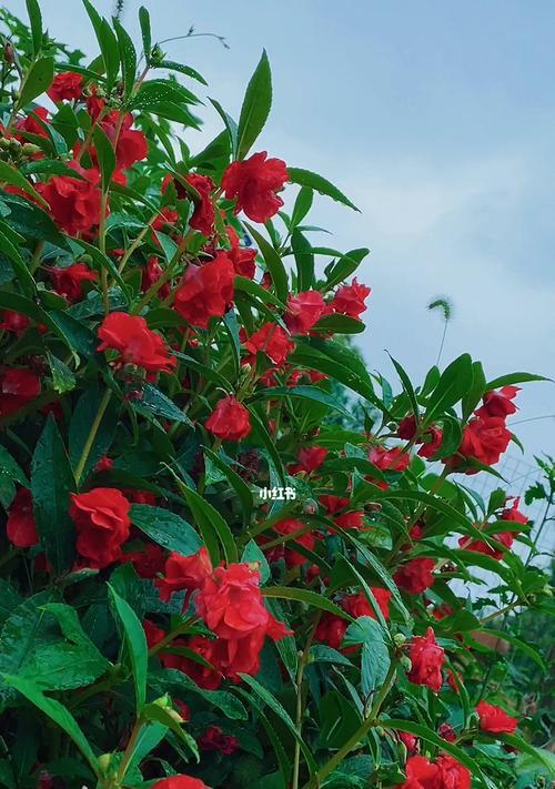 凤仙花的寓意与象征意义（盛世之花——凤仙花的美丽与力量）