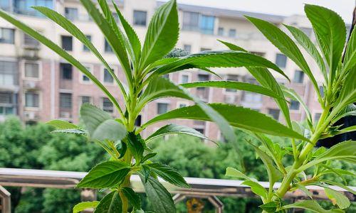 凤仙花的多彩色彩与丰富寓意（探寻凤仙花的色彩世界与象征意义）