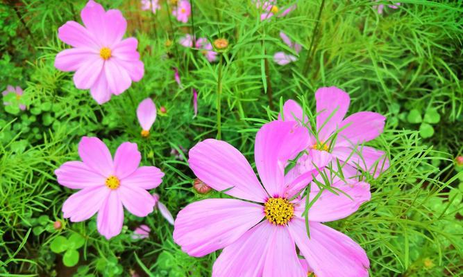 格桑花——纯洁与坚韧的象征（格桑花的花语与含义）