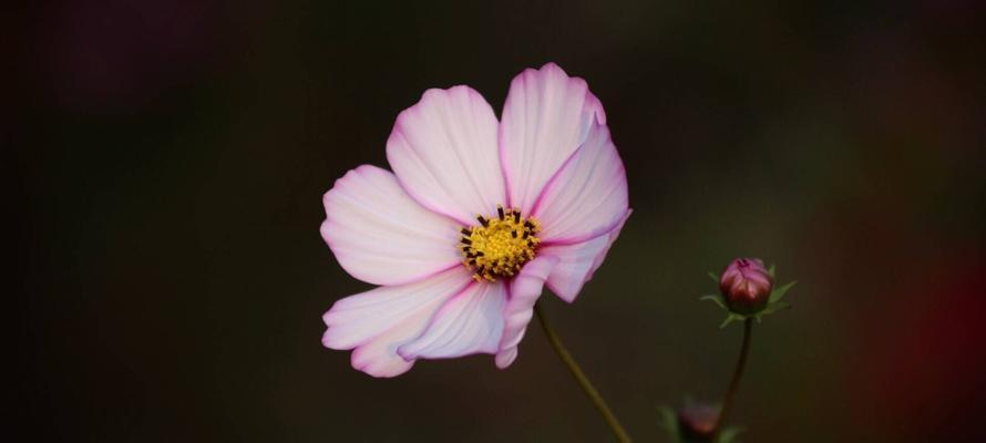 格桑花——纯洁与坚韧的象征（格桑花的花语与含义）