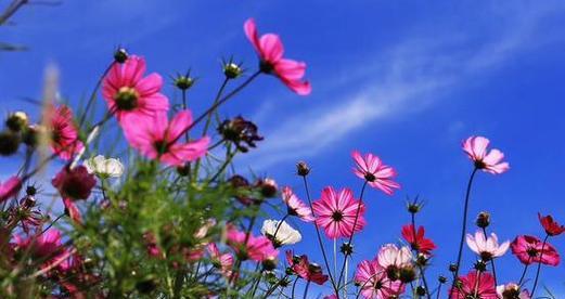 格桑花风水（格桑花风水）