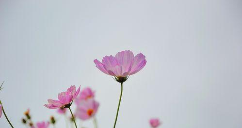 格桑花风水（格桑花风水）