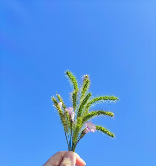 狗尾巴草的象征意义与寓意（揭示自我力量的奇迹──狗尾巴草的生命故事）