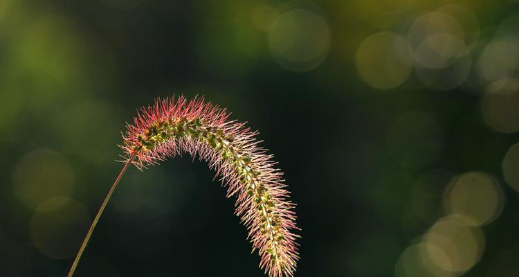 狗尾巴花的意义及象征（探寻狗尾巴花的神秘魅力）