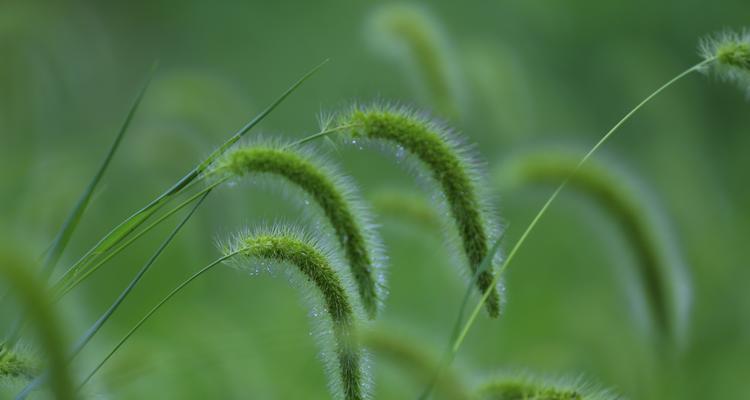 狗尾巴花的花语及其象征意义（探寻狗尾巴花背后的寓意与传说）