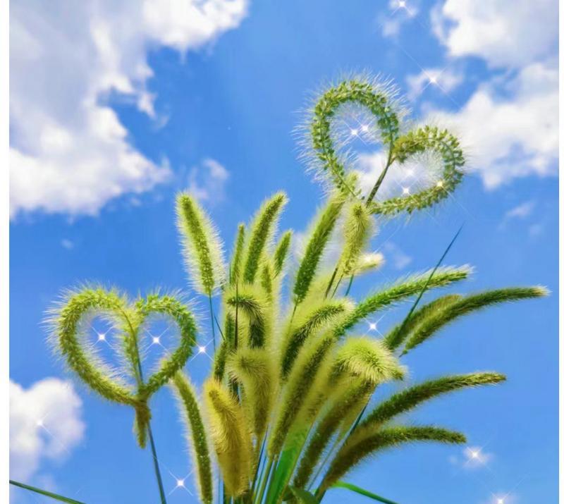 狗尾巴花的花语及其象征意义（探寻狗尾巴花背后的寓意与传说）