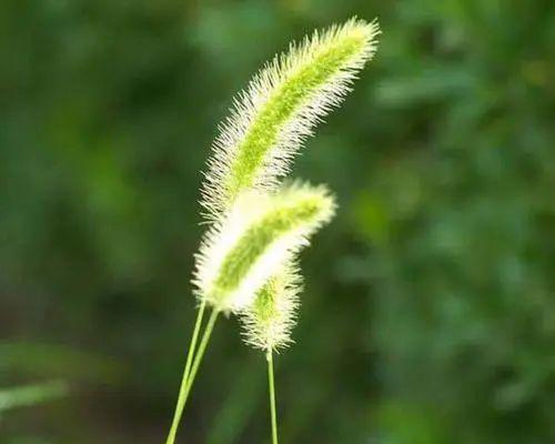 狗尾巴花的花语及其象征意义（探寻狗尾巴花背后的寓意与传说）