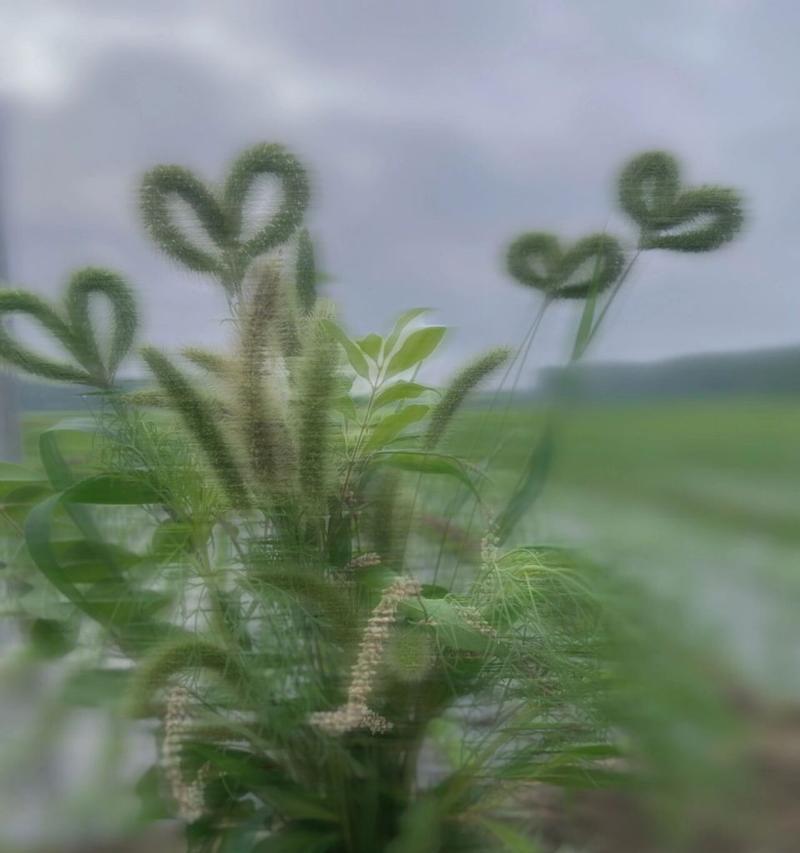 狗尾草的花语——执着和坚守（探寻狗尾草花语的深意）