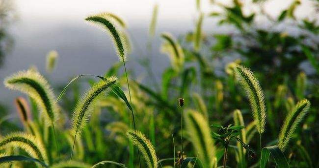 狗尾草的花语——执着和坚守（探寻狗尾草花语的深意）