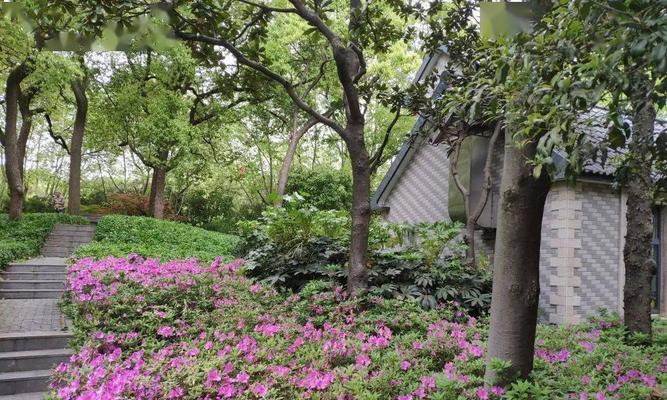 广元市花——红掌花的美丽意义（探索广元市花红掌花的魅力与象征）