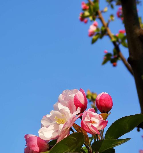 海棠花的花语与意义（探寻海棠花的深意与象征）