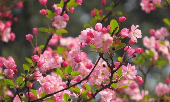 海棠花的花语与寓意（传承千年的美丽传说——海棠花）