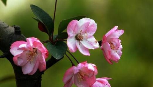 海棠花的花语与寓意（传承千年的美丽传说——海棠花）