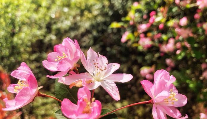 海棠花的花语与寓意（探寻海棠花的浓情花语）