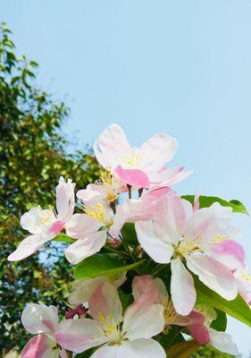 海棠花的花语与寓意（探寻海棠花的浓情花语）