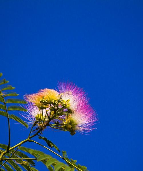 合欢花（花语含义解读及美丽花朵的特点）