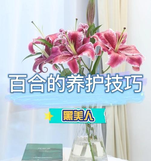 黑美人开花的花语与寓意——春夏绽放的美丽（黑美人开花）