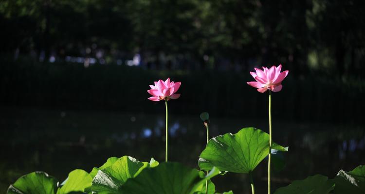 黑色莲花（黑色莲花的意义与象征——带给我们的力量与勇气）